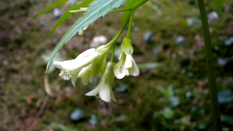 Cardamine enneaphyllos / Dentaria a nove foglie